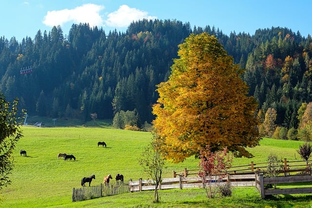 Free download trees pasture meadow fall leaves free picture to be edited with GIMP free online image editor