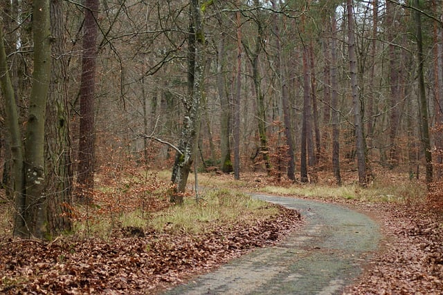 Bezpłatne pobieranie drzew ścieżka leśny krajobraz jesień darmowe zdjęcie do edycji za pomocą darmowego internetowego edytora obrazów GIMP