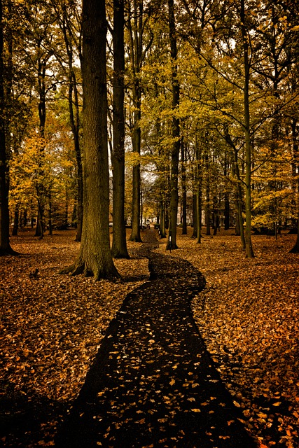 Free download trees path leaves autumn landscape free picture to be edited with GIMP free online image editor