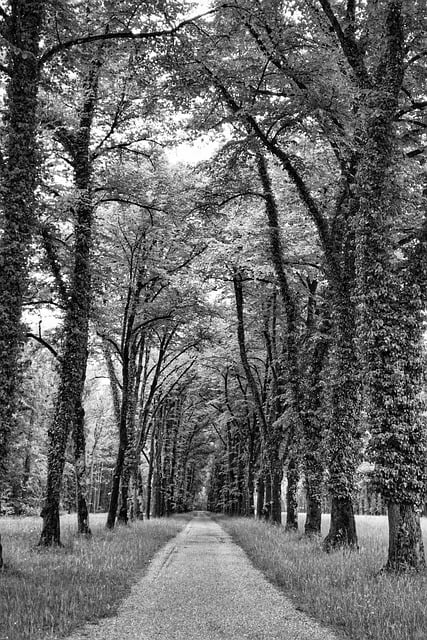 Free download trees path road track perspective free picture to be edited with GIMP free online image editor