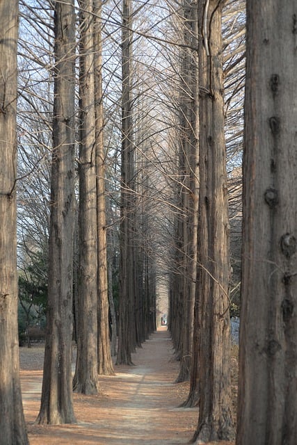 Free download trees path walkway alley walk free picture to be edited with GIMP free online image editor