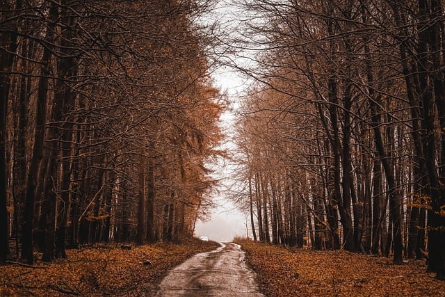 Free download trees pathway forest leaves nature free picture to be edited with GIMP free online image editor