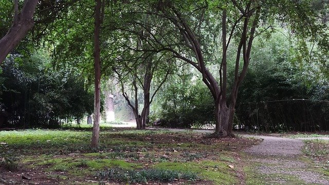 Free download trees path woods forest grove free picture to be edited with GIMP free online image editor