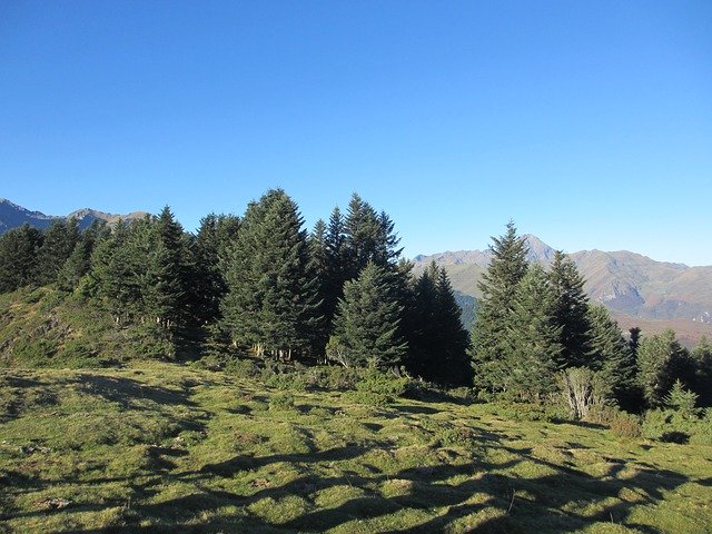 무료 다운로드 Trees Payolle Pyrénées - 무료 사진 또는 GIMP 온라인 이미지 편집기로 편집할 사진