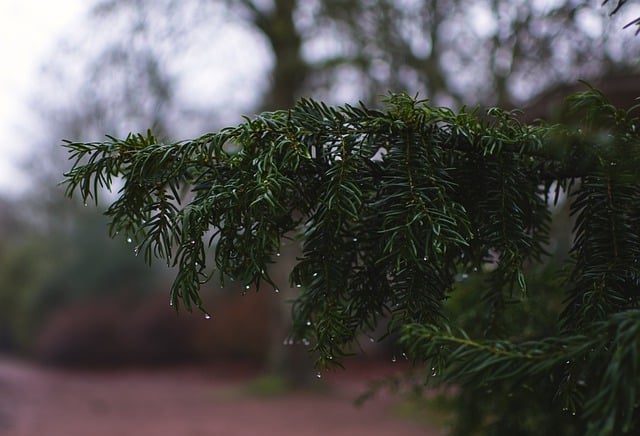 Free download trees pine branch leaves rain wet free picture to be edited with GIMP free online image editor