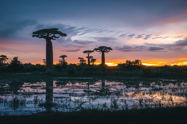 Free download trees pond sunset africa portrait free picture to be edited with GIMP free online image editor