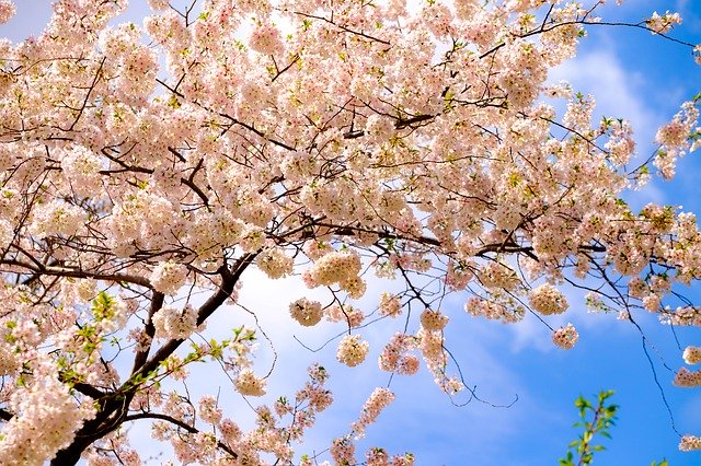 Free download Tree Spring Blossoms -  free photo or picture to be edited with GIMP online image editor