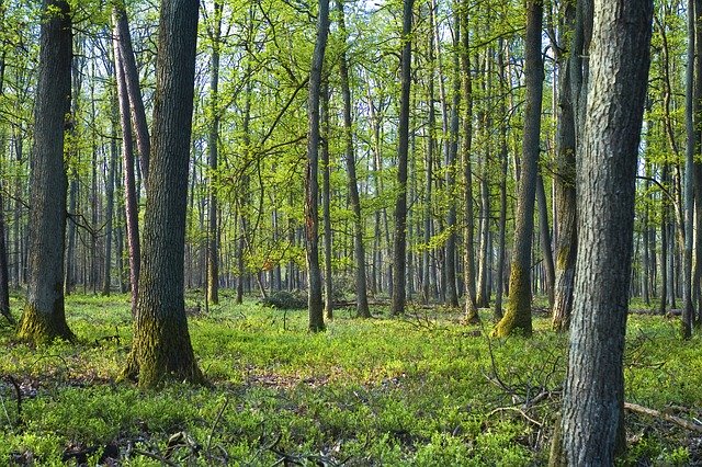 Free download Tree Spring Floe -  free photo or picture to be edited with GIMP online image editor