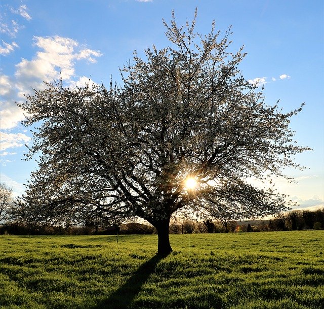 Free download Tree Spring Land -  free photo or picture to be edited with GIMP online image editor
