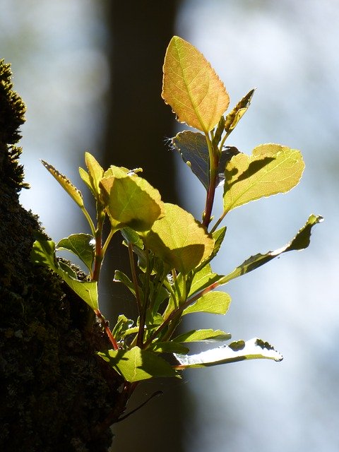 Téléchargement gratuit de Tree Spring Nature - photo ou image gratuite à éditer avec l'éditeur d'images en ligne GIMP