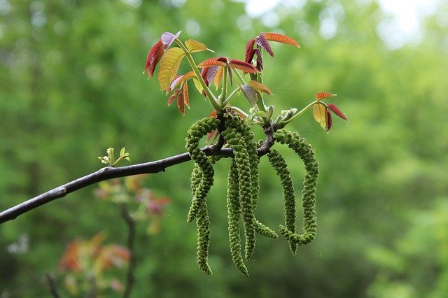 Download gratuito Tree Spring Young Leaves - foto o immagine gratuita da modificare con l'editor di immagini online di GIMP
