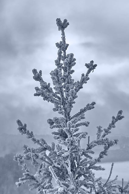 Free download tree spruce branch bokeh soft free picture to be edited with GIMP free online image editor