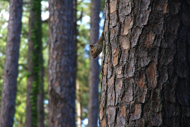 Free download tree squirrel forest woods animal free picture to be edited with GIMP free online image editor