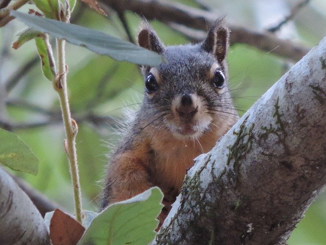 Free download Tree Squirrel Looking Close -  free photo or picture to be edited with GIMP online image editor