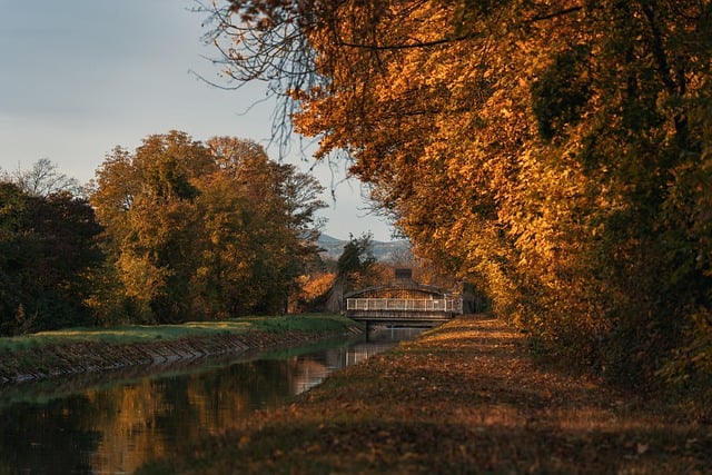 Free download trees river creek autumn fall free picture to be edited with GIMP free online image editor