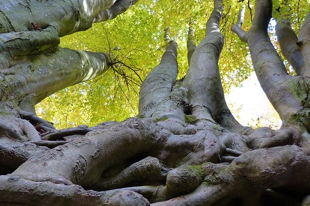 Bezpłatne pobieranie Trees Roots Branches - darmowe zdjęcie lub obraz do edycji za pomocą internetowego edytora obrazów GIMP