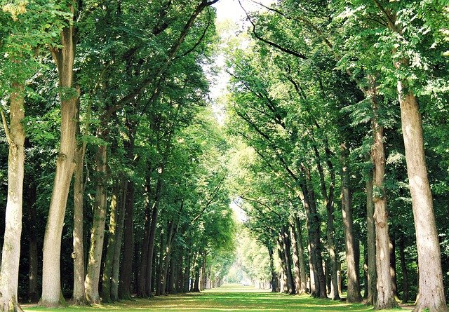 Template Photo Trees Row Of Swath -  for OffiDocs