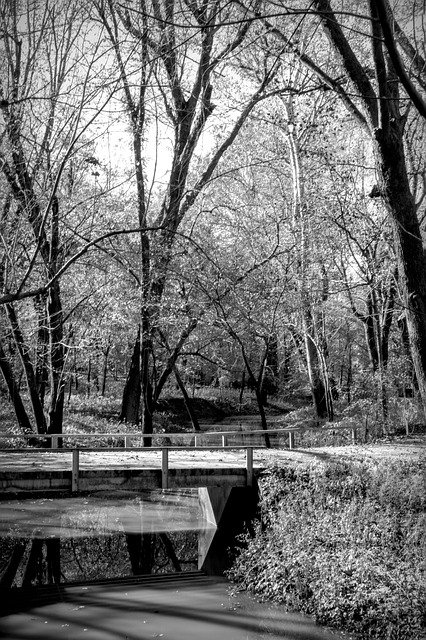 免费下载 Trees Scenic Water - 使用 GIMP 在线图像编辑器编辑的免费照片或图片