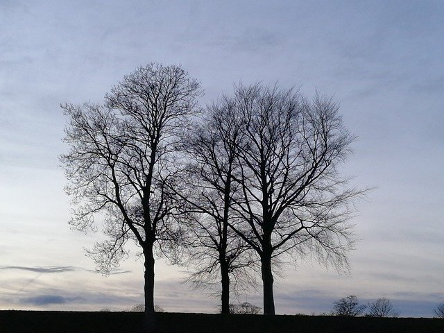 Scarica gratuitamente Trees Sky Flock: foto o immagine gratuita da modificare con l'editor di immagini online GIMP