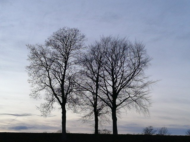 ดาวน์โหลดฟรี Trees Sky Flock - ภาพถ่ายหรือรูปภาพฟรีที่จะแก้ไขด้วยโปรแกรมแก้ไขรูปภาพออนไลน์ GIMP