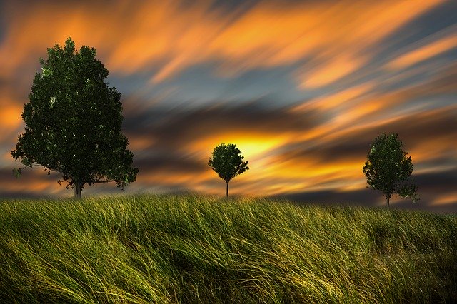 Unduh gratis Trees Sky Landscape - foto atau gambar gratis untuk diedit dengan editor gambar online GIMP