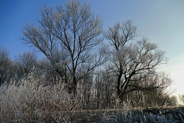 הורדה חינם Trees Sky Nature - תמונה או תמונה בחינם לעריכה עם עורך התמונות המקוון GIMP