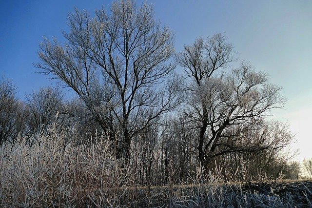 Descarga gratuita Trees Sky Nature - foto o imagen gratuita para editar con el editor de imágenes en línea GIMP