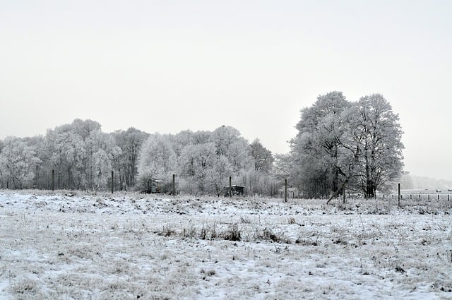 Free download trees snow frost landscape forest free picture to be edited with GIMP free online image editor
