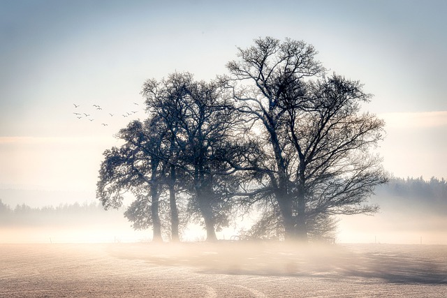 Free download trees snow frost light winter fog free picture to be edited with GIMP free online image editor