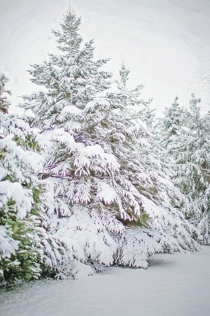 Free download trees snow pines evergreens scene free picture to be edited with GIMP free online image editor