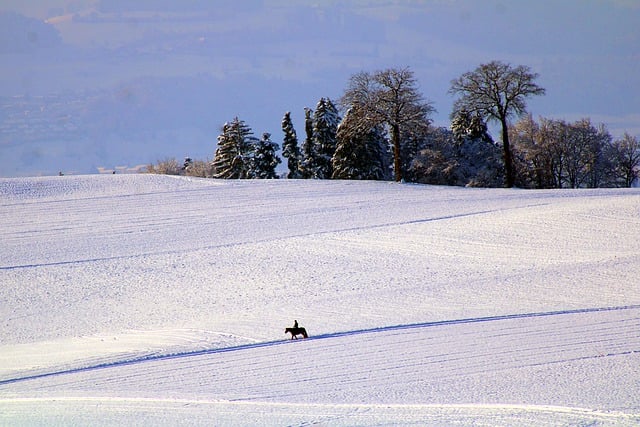 Free download trees snow quiet winter cold free picture to be edited with GIMP free online image editor