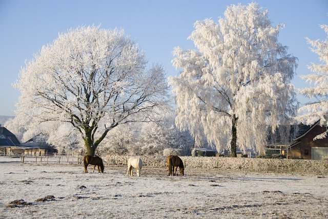 Бесплатно скачать Деревья Спелый снег - бесплатную фотографию или картинку для редактирования с помощью онлайн-редактора изображений GIMP