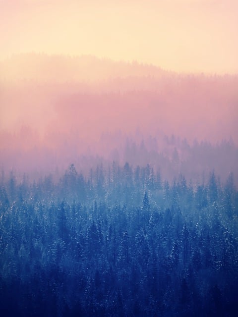 Free download trees snow snowy winter fog mist free picture to be edited with GIMP free online image editor