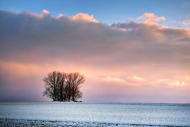 Free download trees snow sunset field winter free picture to be edited with GIMP free online image editor
