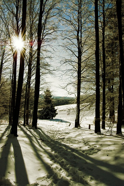 Free graphic trees snow sun winter nature to be edited by GIMP free image editor by OffiDocs