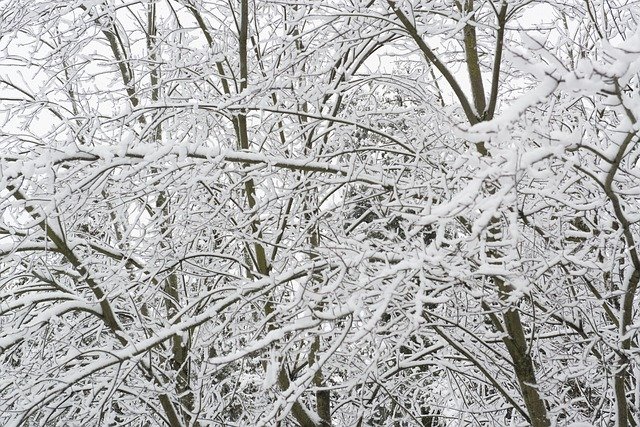 Free download Trees Snow Winter -  free photo or picture to be edited with GIMP online image editor