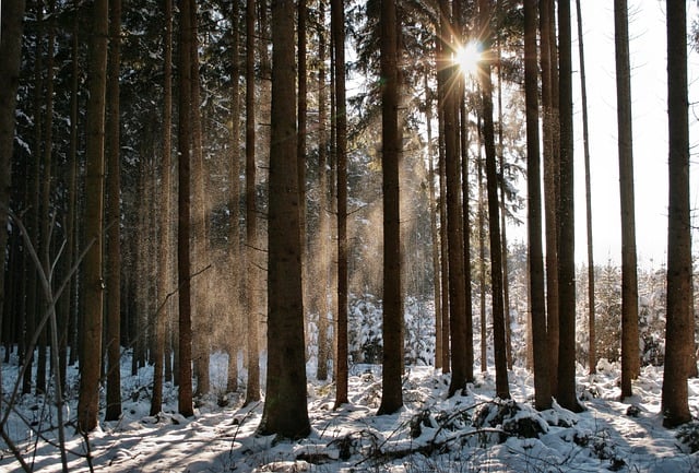 Free download trees snow winter forest sunbeams free picture to be edited with GIMP free online image editor