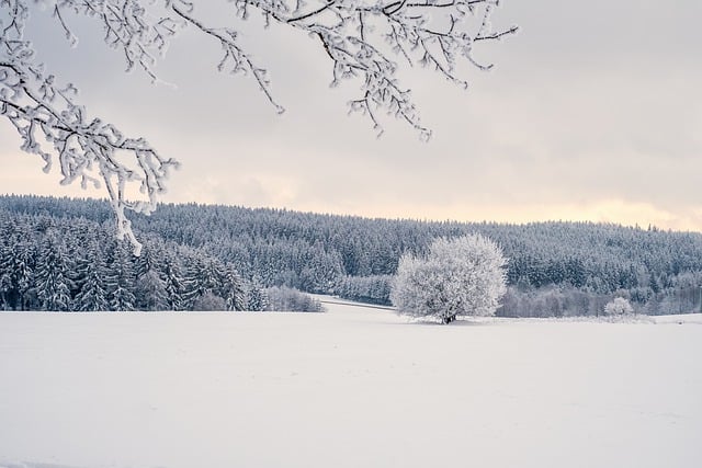 Free download trees snow winter landscape free picture to be edited with GIMP free online image editor