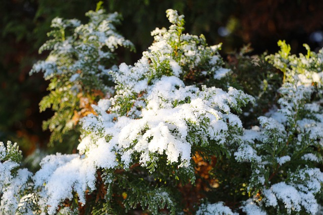 Free download trees snow winter nature thuja free picture to be edited with GIMP free online image editor