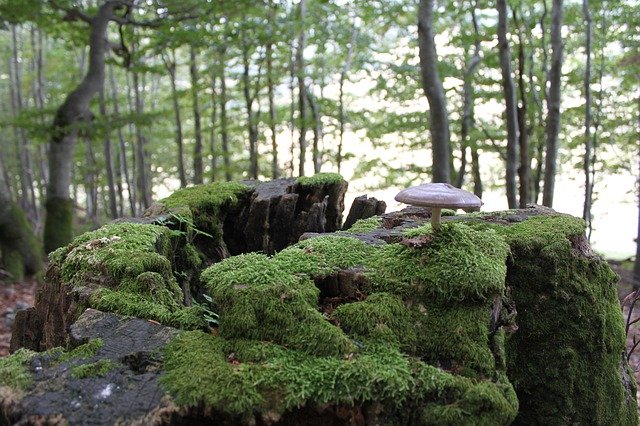 Free download Trees Strain Fungus -  free photo or picture to be edited with GIMP online image editor