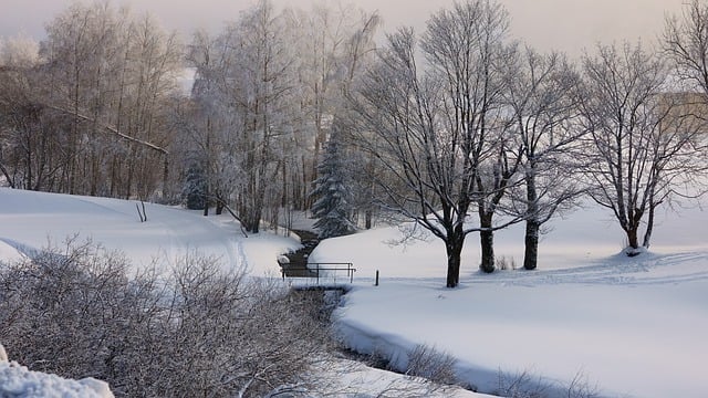 Free graphic trees stream snow winter nature to be edited by GIMP free image editor by OffiDocs