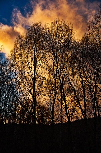 Download gratuito Trees Sunset Landscape: foto o immagine gratuita da modificare con l'editor di immagini online GIMP