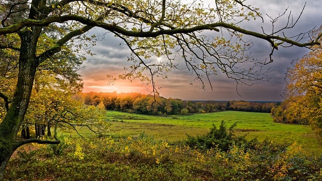 Free download trees sunset nature field branches free picture to be edited with GIMP free online image editor