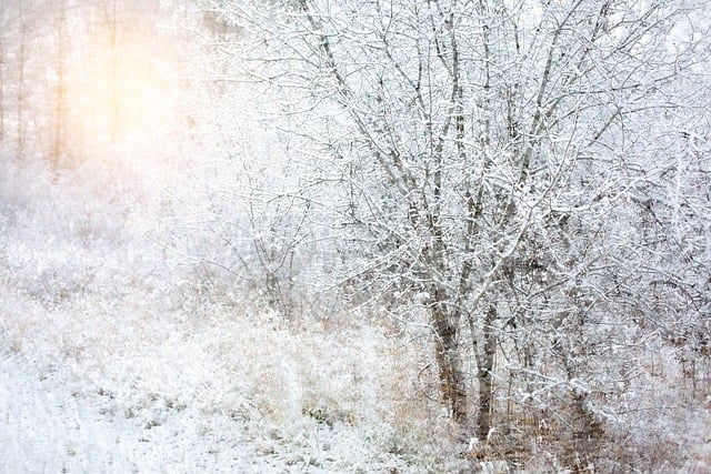 Free download trees sunset sunrise snow winter free picture to be edited with GIMP free online image editor