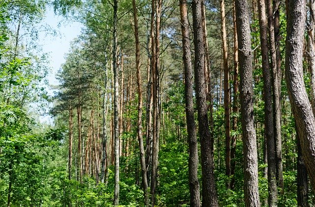 הורדה חינם Trees Top Forest - תמונה או תמונה בחינם לעריכה עם עורך התמונות המקוון GIMP