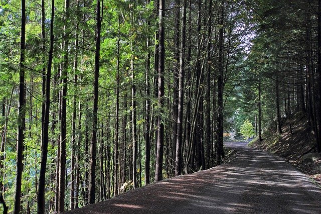 Téléchargement gratuit de Trees Trail - photo ou image gratuite à éditer avec l'éditeur d'images en ligne GIMP