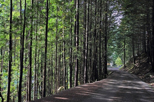 Скачать бесплатно Trees Trail - бесплатную фотографию или картинку для редактирования с помощью онлайн-редактора изображений GIMP