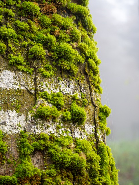 Free download tree strain moss forest nature free picture to be edited with GIMP free online image editor