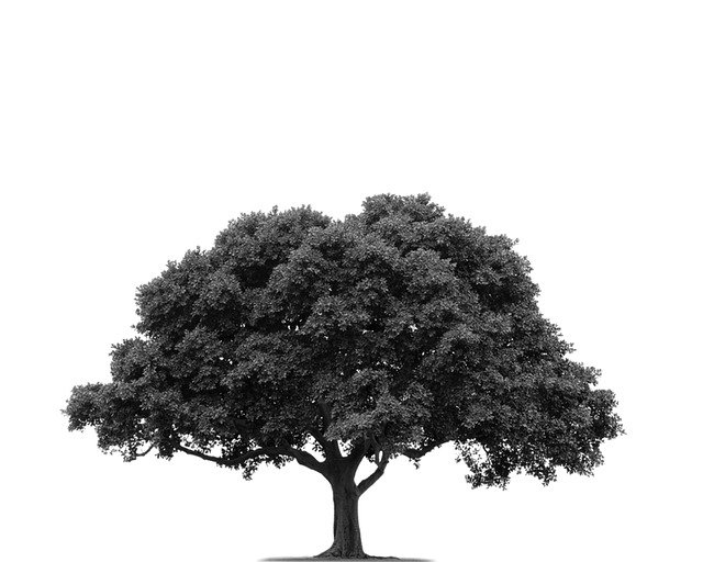 Free download Trees Tree -  free photo or picture to be edited with GIMP online image editor