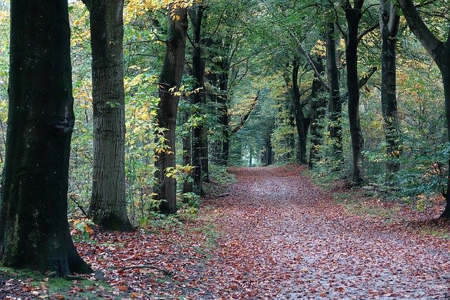 Free download Trees Tree-Lined Street Forest -  free photo or picture to be edited with GIMP online image editor